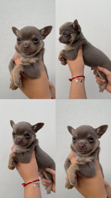 Chihuahua linea rusa